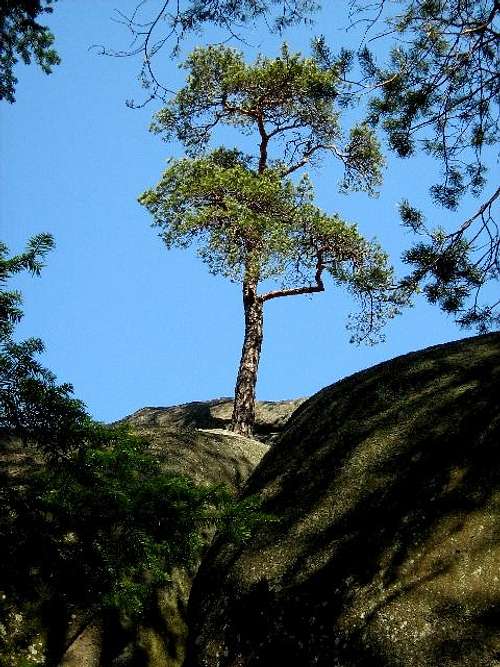 Pine on Sandstone Tor