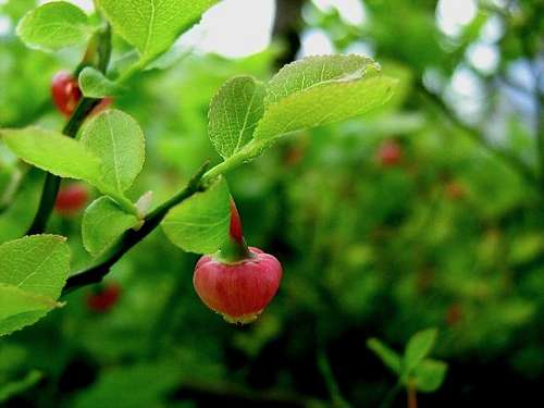 Flower of Bilberry