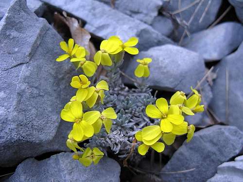 Flowers of mountain Velebit