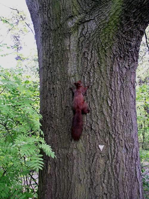 A red squirrel...