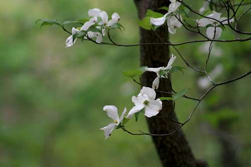 Dogwoods just past peak