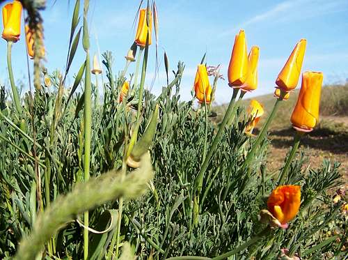 California Poppies on Borel Hill