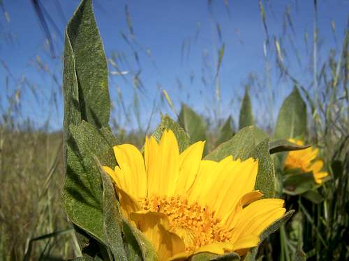 Lone Sunflower, Borel Hill