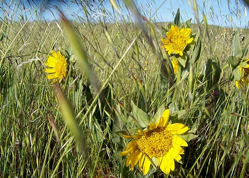 Borel Hill Sunflowers