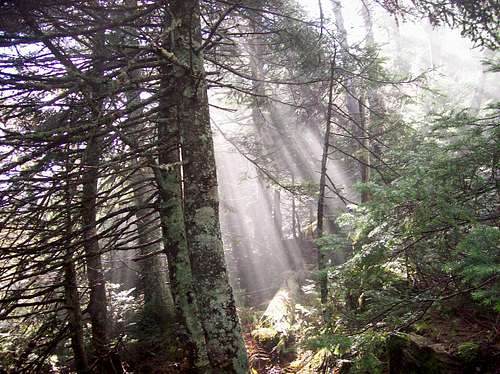 light breaking through to the trail