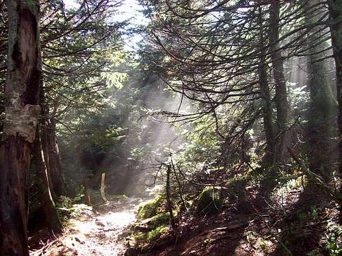 beams of light come to the trail