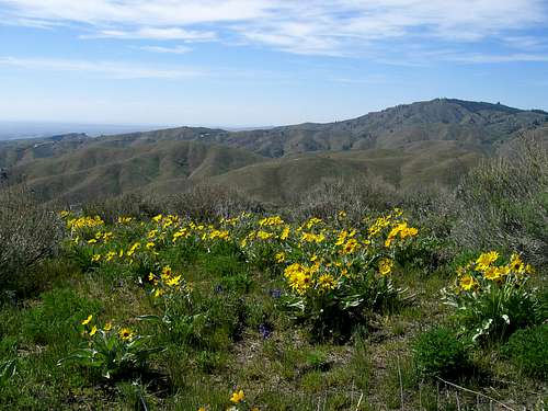 Foothill Wildflowers