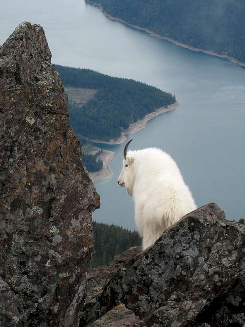 Goat Meditation