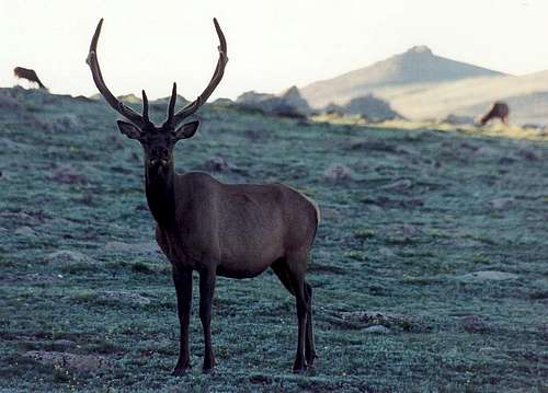 Bull Elk, Dawn