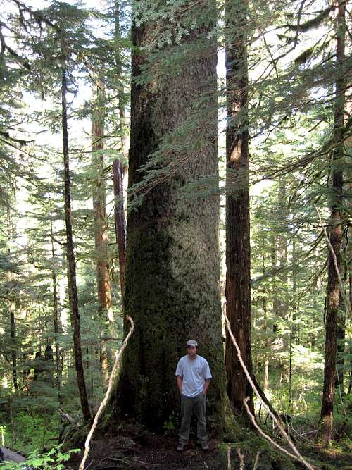 Large Sitka Spruce, Ravens Roost Trail