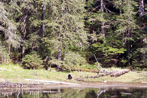 Black Bear Feeding At Waters Edge