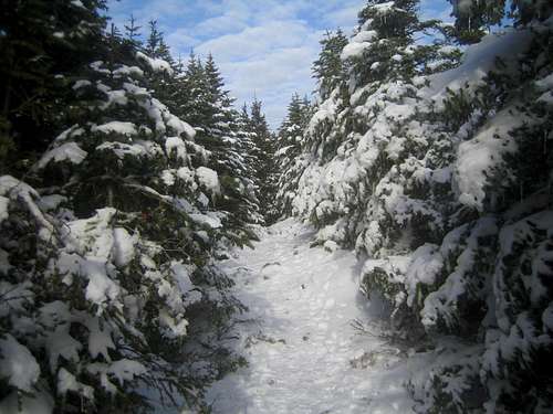 Signal Ridge trail
