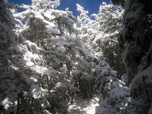 the trail in winter like conditions