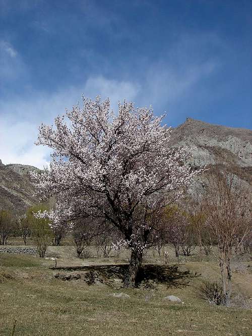 Blossom in Hunza and Baltistan