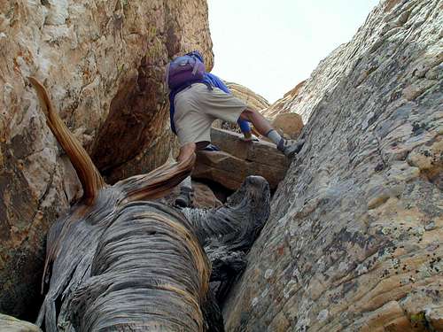 Climbing an old tree