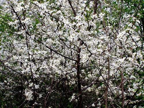 Blackthorn Bush in bloom