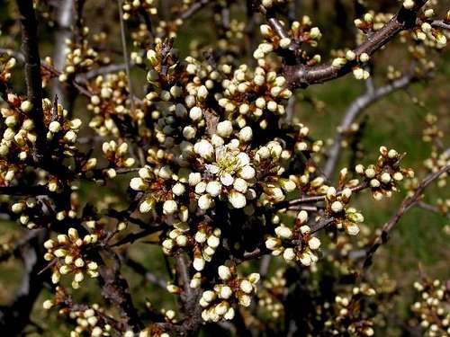 Buds of Blackthorn