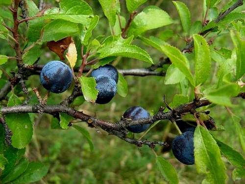 Fruits of Blackthorn