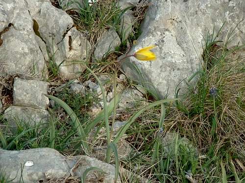 Wild tulip (Tulipa...