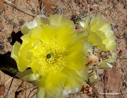 Cacti Bloom at  Zion NP