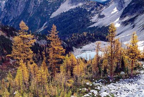 Larches in autumn. Is there a...