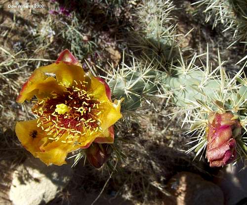 Cacti at Red Rocks