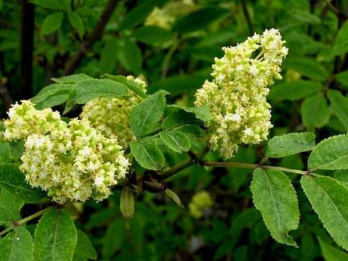  Blossoms of Red Elderberry