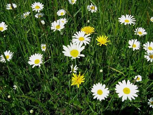 Oxeye Daisies and Cat's Ears