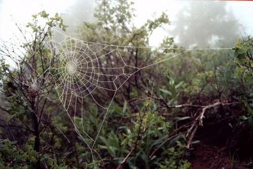 Frozen Spiderweb