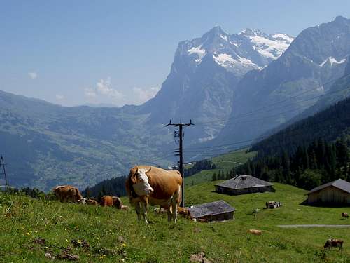 Bernese Oberland and Valais - Switzerland 2006