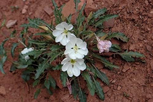 White Desert Primrose on North Kaibab