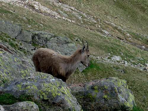 Ibex by the Gleckstein Hut