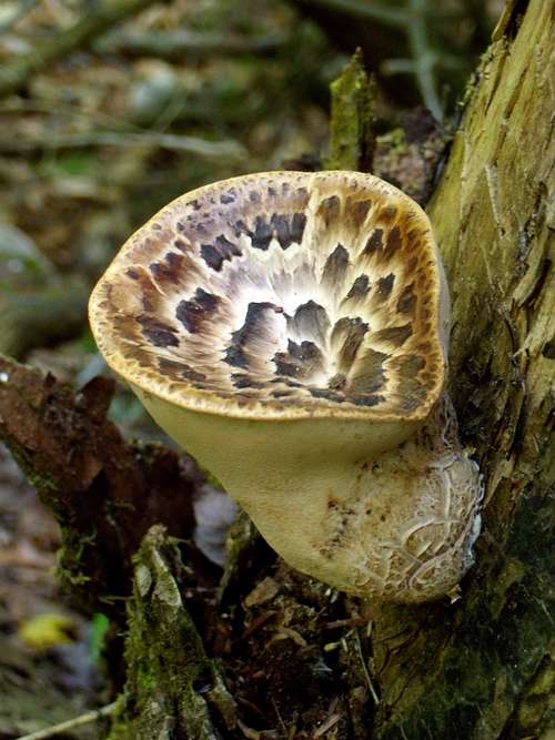 NY/NE Mountain Fungi & Lichens