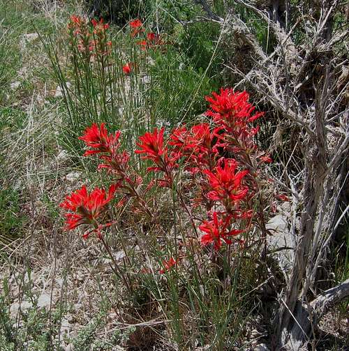 Indian Paintbrush on the road in