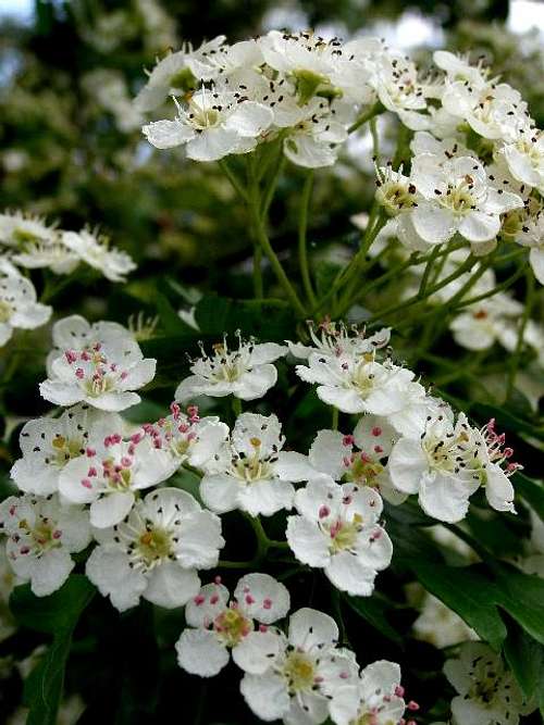 Blossoms of Common Hawthorn