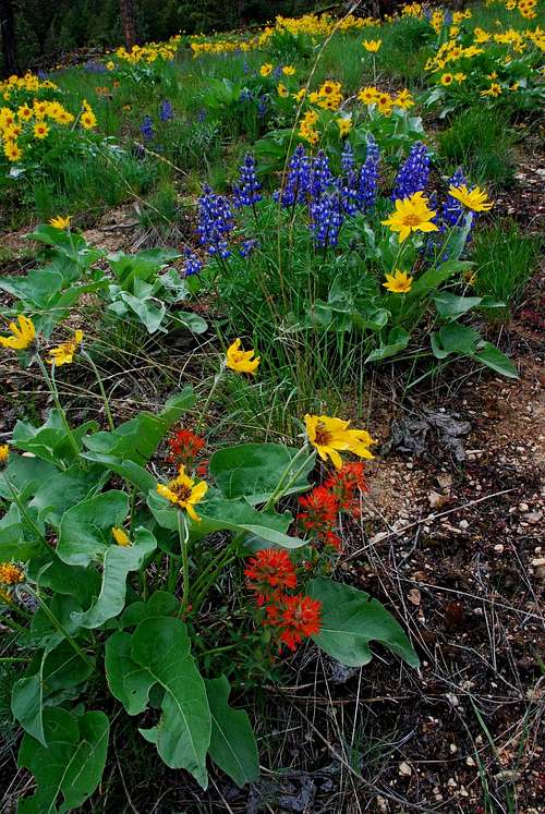 Arrowleaf, Lupin, and Paintbrush