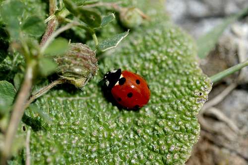 Coccinelle