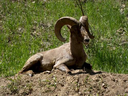 Goat in Waterton Canyon
