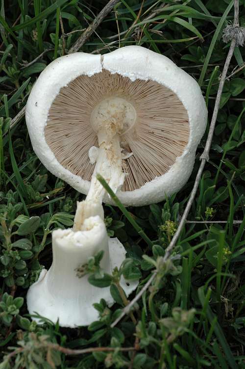 Mushroom