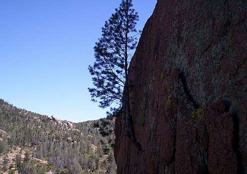<i>The Rock Climbin' Tree!</i>