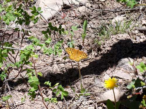 Butterfly in the Sangres