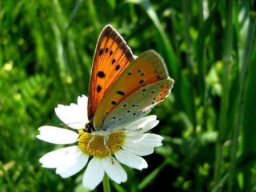 Female Large Copper Butterfly