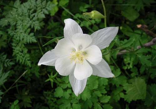 The Columbines found in the...