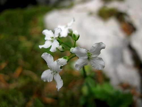 Interesting white flower