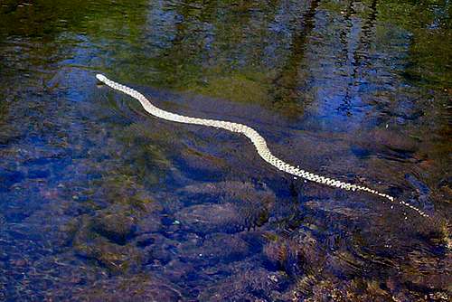 <i>Bull Snake IN Beaver Creek</i>