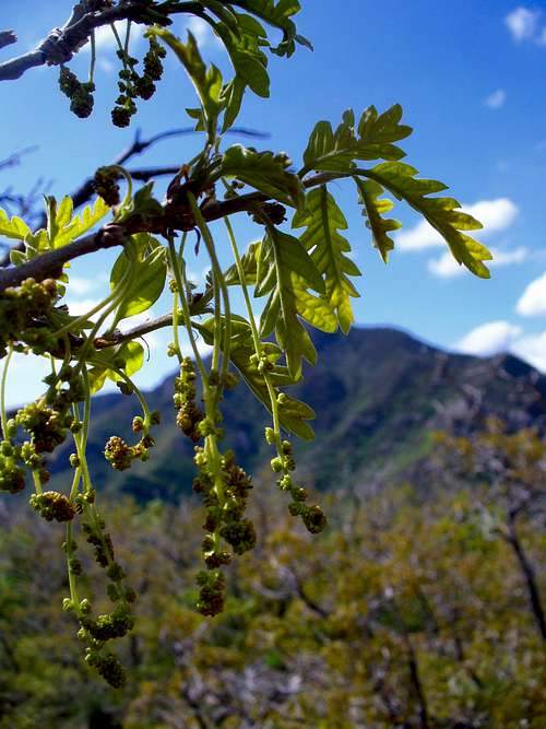 Blooming Gambel Oak and Grandeur Peak