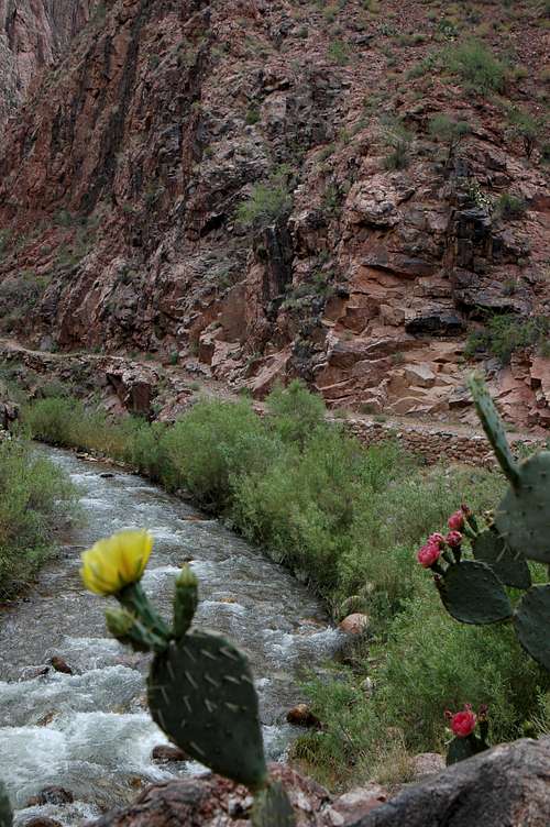 Opuntia Cactus along the North Kaibab trail