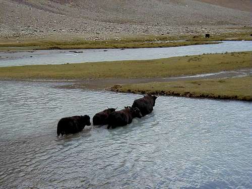 Yaks Crossing the River