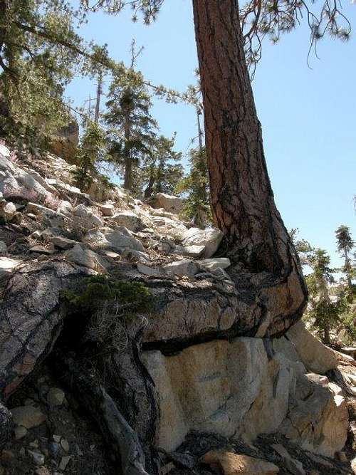 Jeffrey Pine growing out of rock