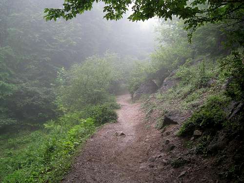Foggy path ..